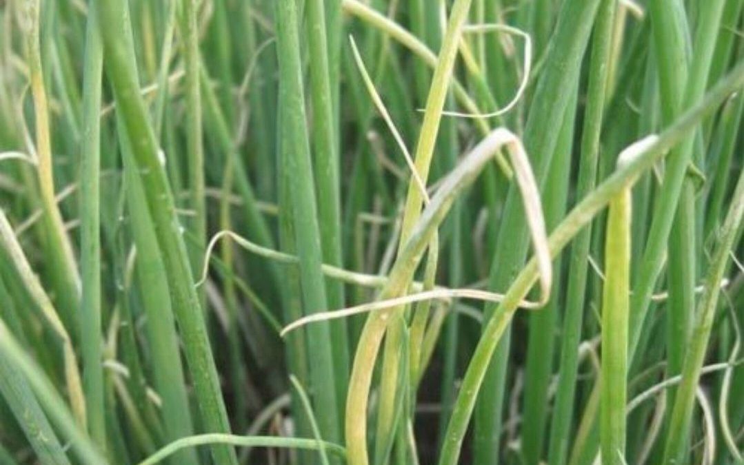大葱灰霉病识别与防治办法,切不可掉以轻心!