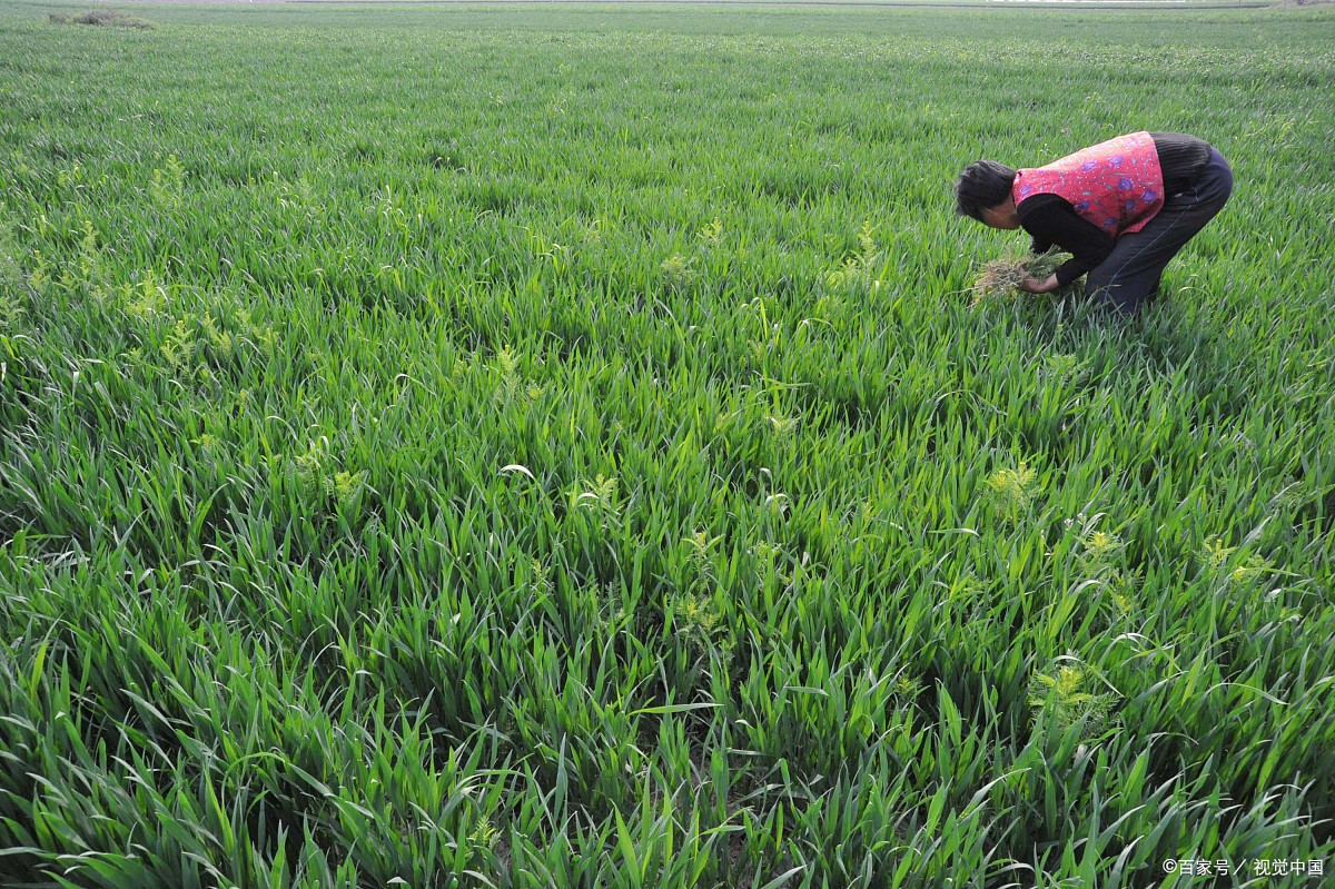 小麦除草 - 优质问答专区