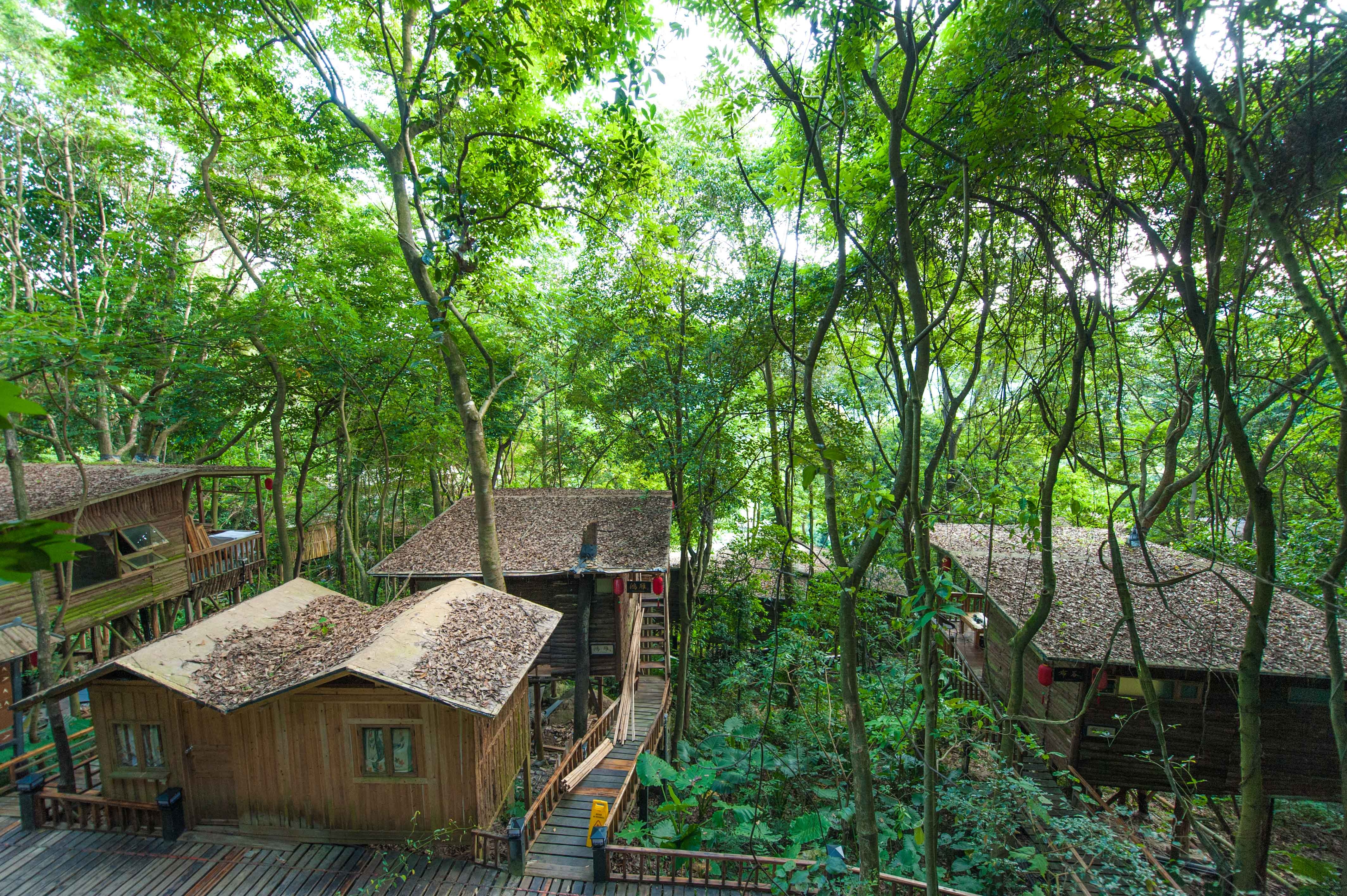 来广东旅行必须得去的一个景区,这里的树屋堪比"林间仙境"!