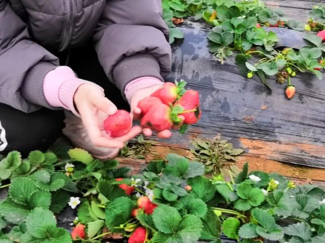 5個80後首次創業遇大雪,大批草莓爛地頭,每天倒掉數百斤