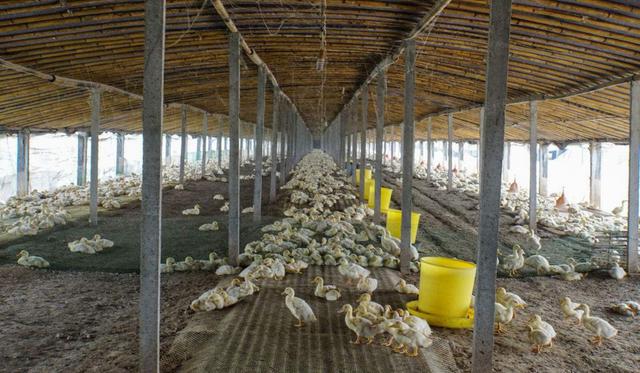 养殖场内如何防治?