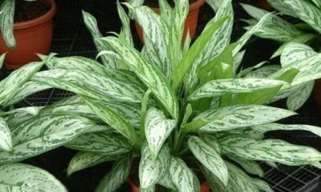 盆栽金皇后种植指南