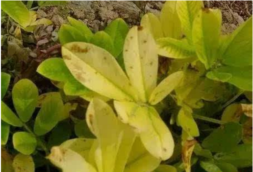 花生黄花叶病毒病又称花生花叶病,主要症状是黄花叶.