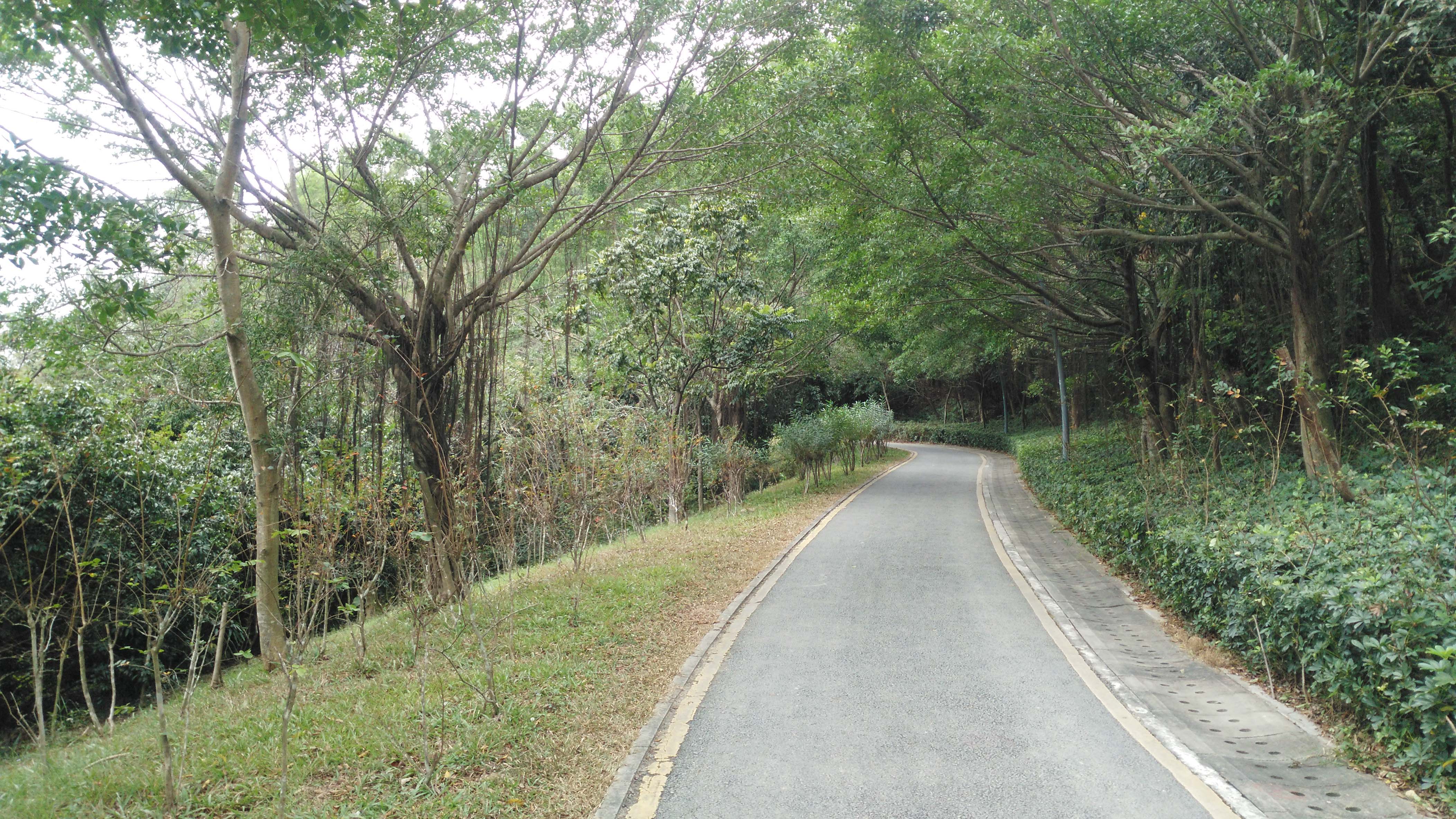 深圳龙岗区体育中心旁藏着一条半山绿道,你知道吗?