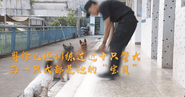 他和三只狗出生入死!珠海"犬王"是这样炼成的