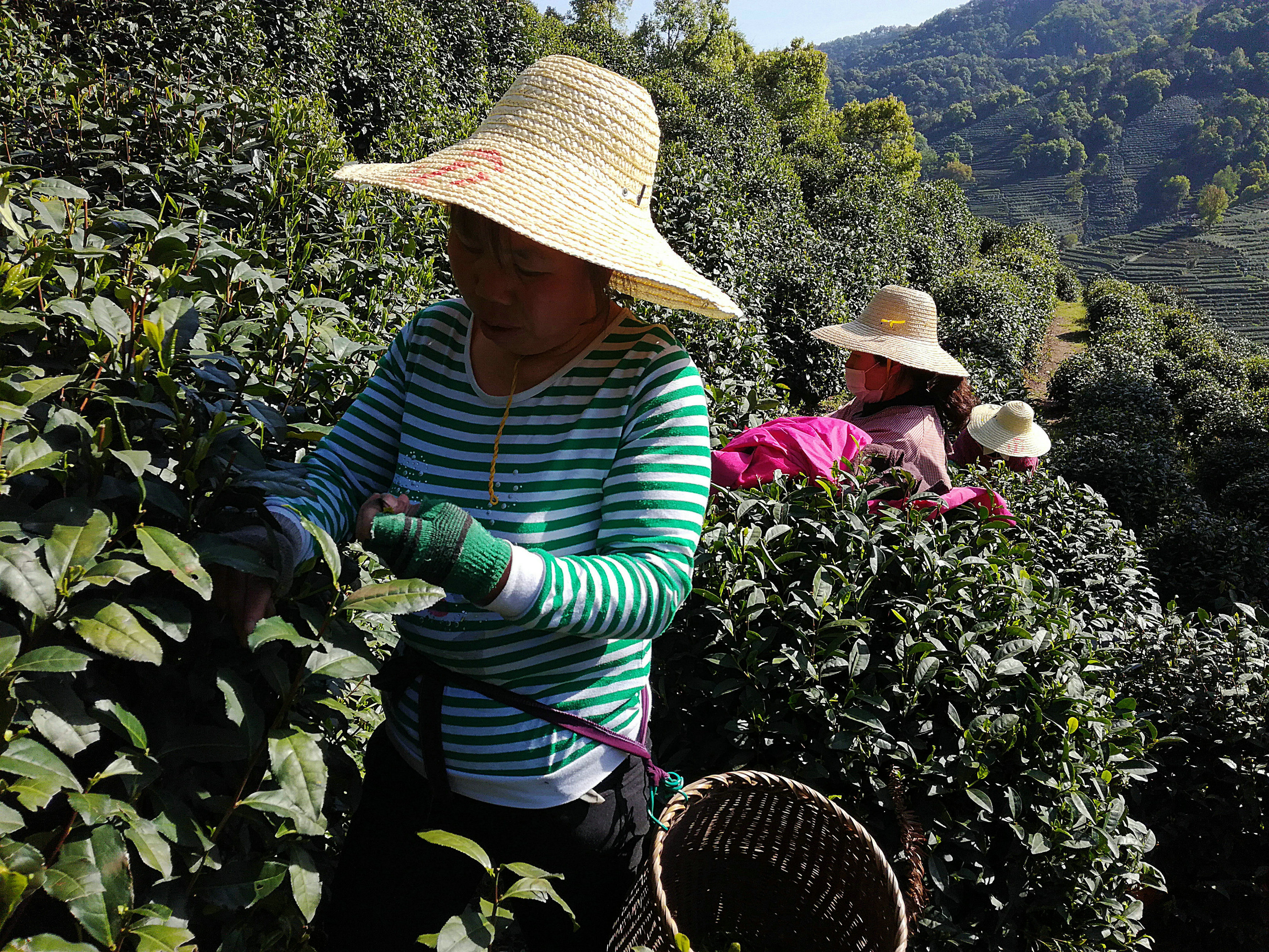 杭州西湖附近的龙井村茶业采摘中