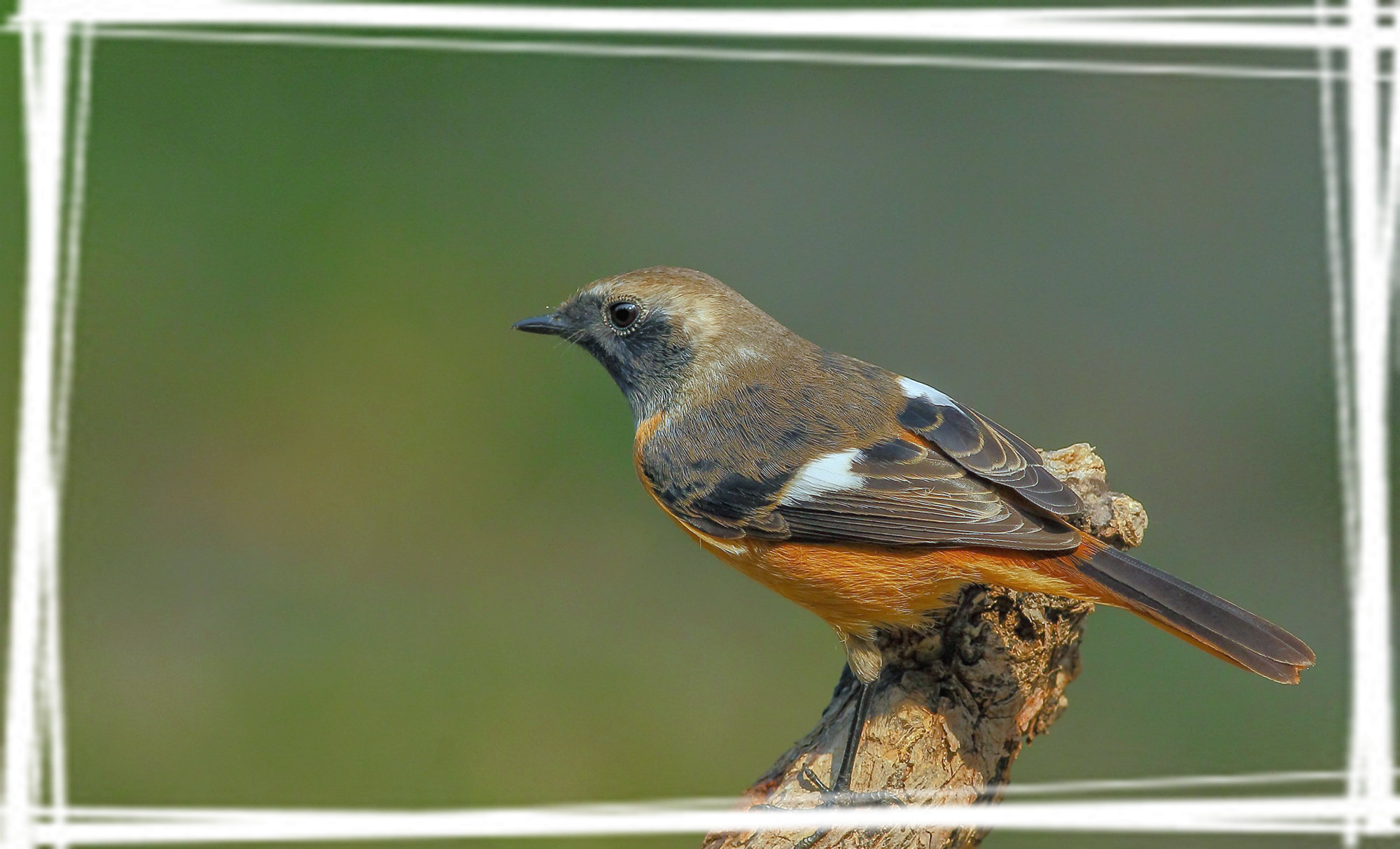 小型鸟类北红尾鸲桌面壁纸