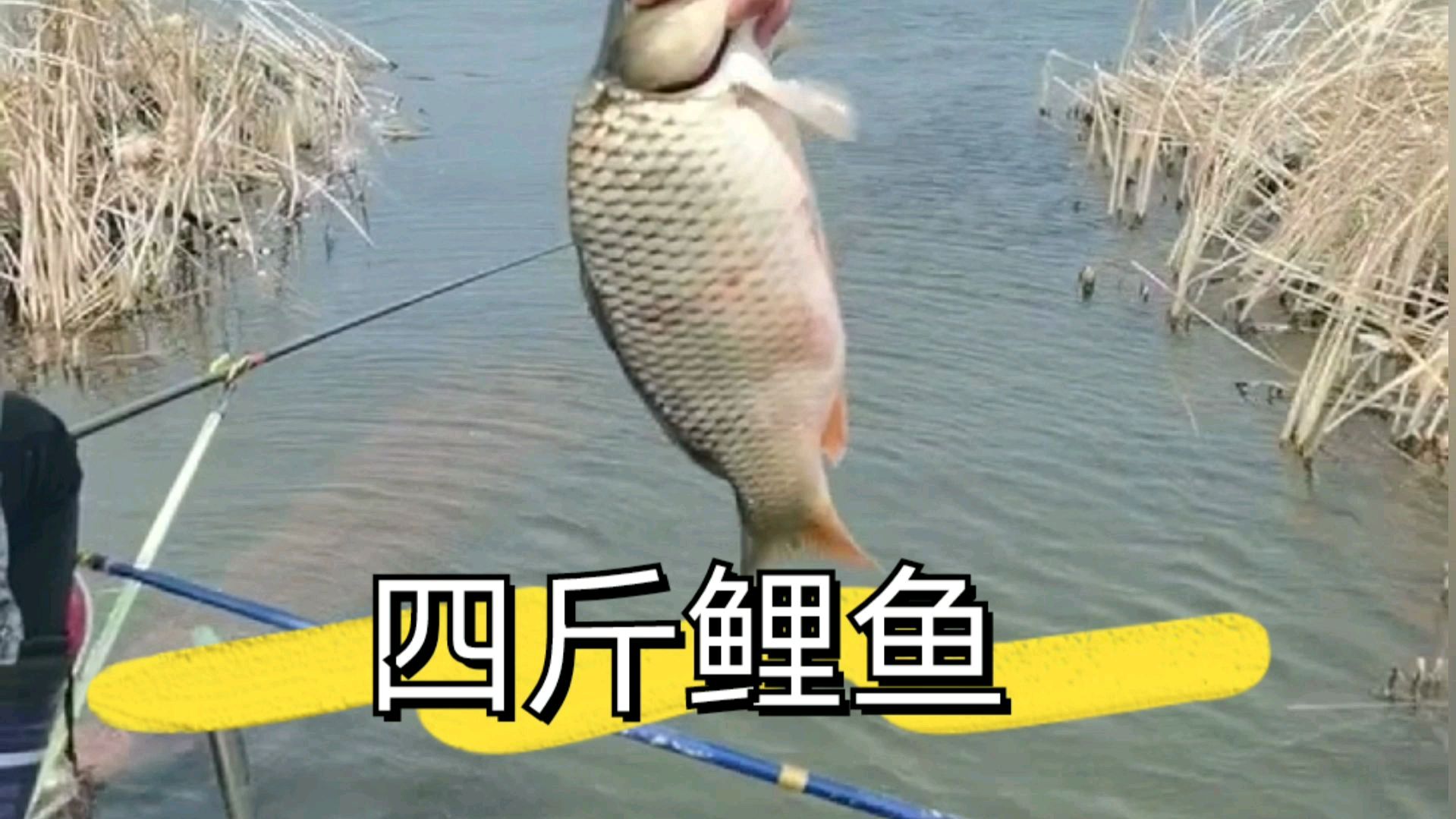 大货来了,水库钓上4斤大鱼,鲫鱼鲤鱼用什么饵料好,欢迎大家分享
