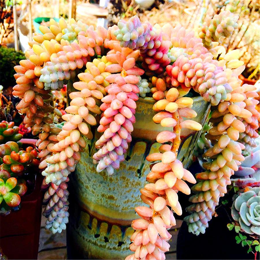 想把多肉"玉缀"养成粉红透明的大瀑布,这4点养护经验要知道