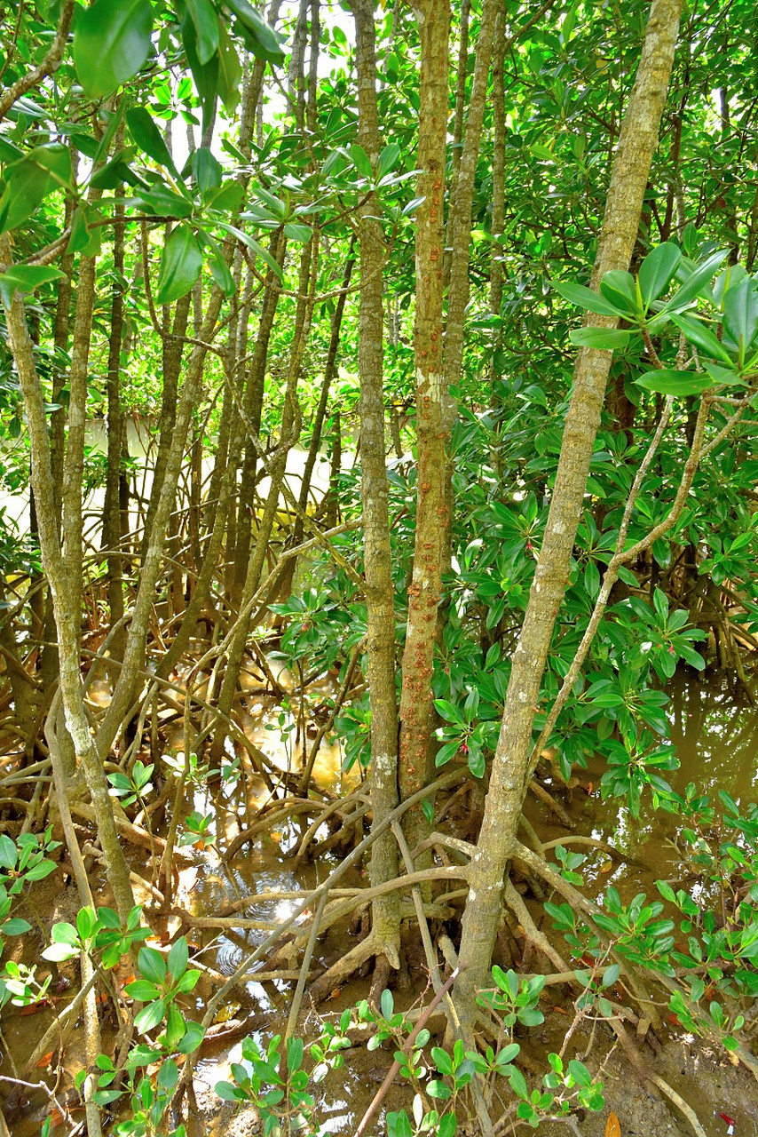 奇楠沉香品種介紹 金莎葉,樹枝柔軟,有點像柳樹枝,結香量大,香味豐富