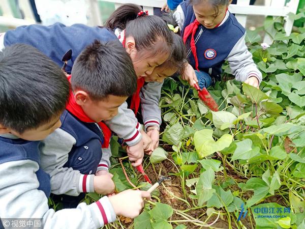 2018年11月20日,江苏省苏州市平江实验学校分校学生在农耕园里挖山芋.