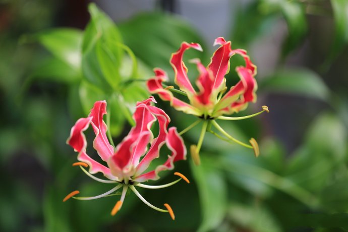绝对惊艳的嘉兰百合花图片,花型似燃烧的火焰