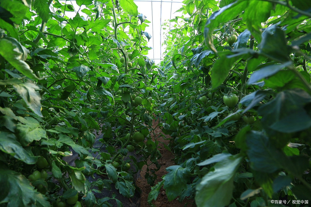 如何种植秋番茄能够增产增收呢