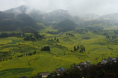 云南省曲靖市罗平县落下纷扬雪花,与金黄菜花相映成趣,雪中,海内外