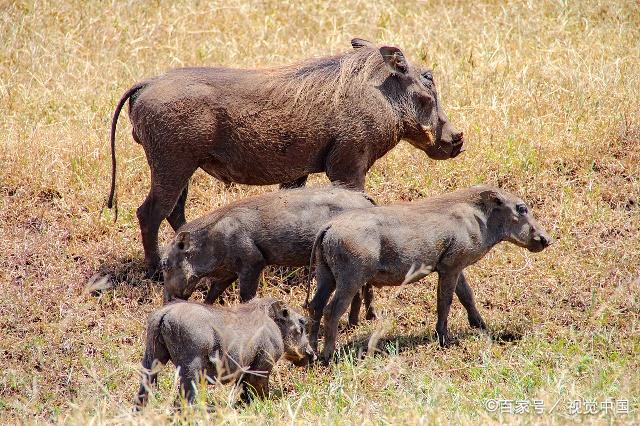非洲疣猪数量图片