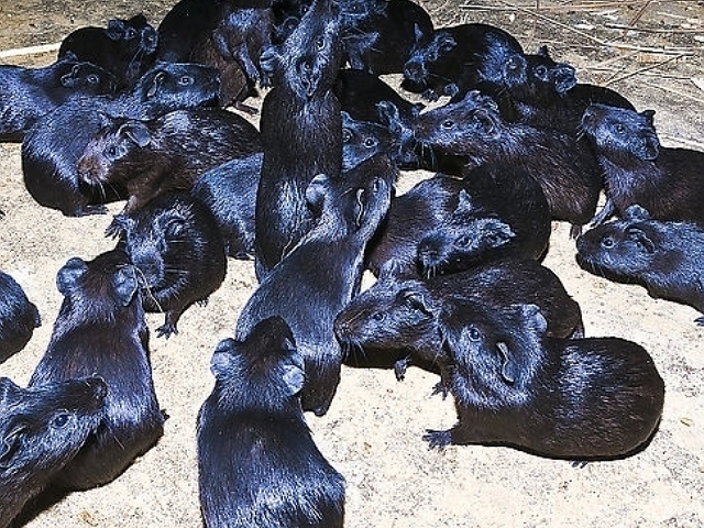 首先黑豚是食草性动物,体型也比猪小得多,但价钱却比猪更贵,这能让