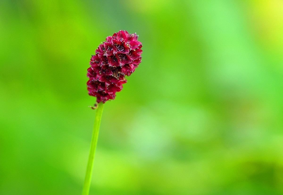 可炒食又是药材的地榆,具清热解毒的功效,它的种植技术值得了解