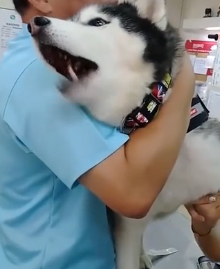 纯种哈士奇化身惨叫猪,抽血被吓出猪叫声,网友:表情太魔性!