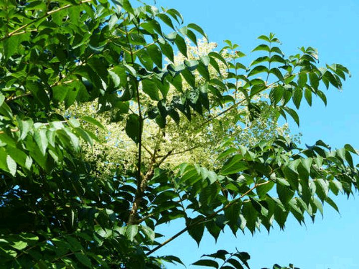 植物- 優質問答專區