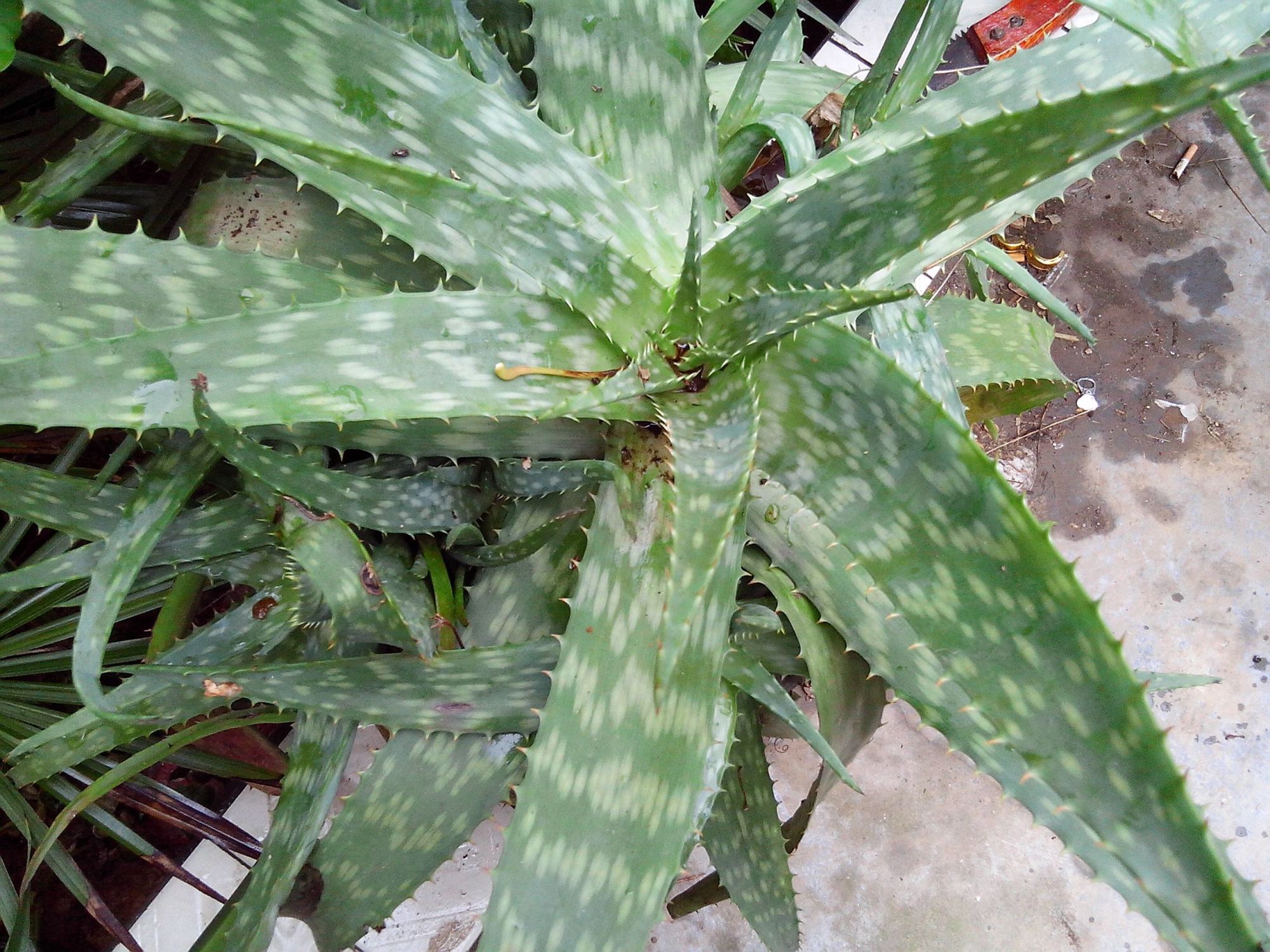 有种"带刺"盆栽,家中客厅摆上1盆,空气更清爽,胜过养2盆绿萝