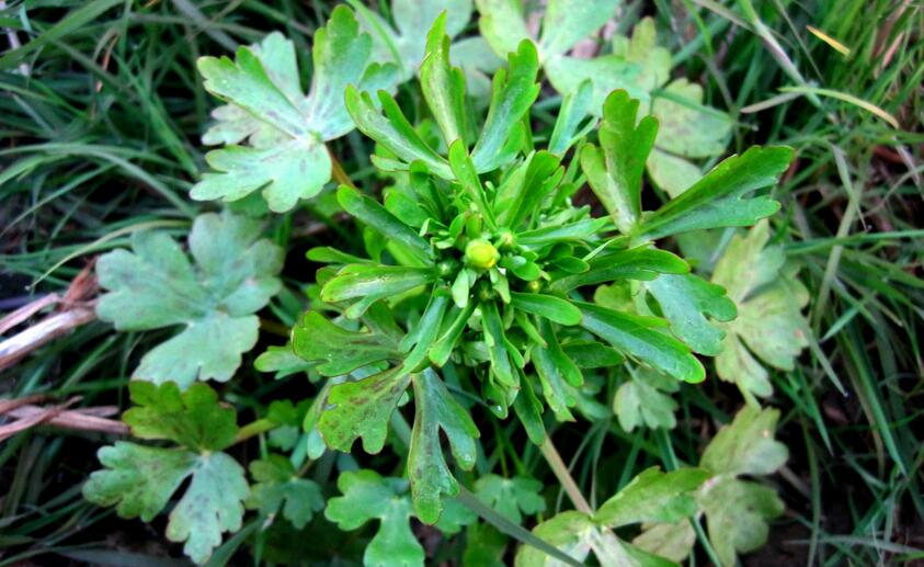 农村这野草,人称"假芹菜",蛇见到就跑,却是治疗结核良方