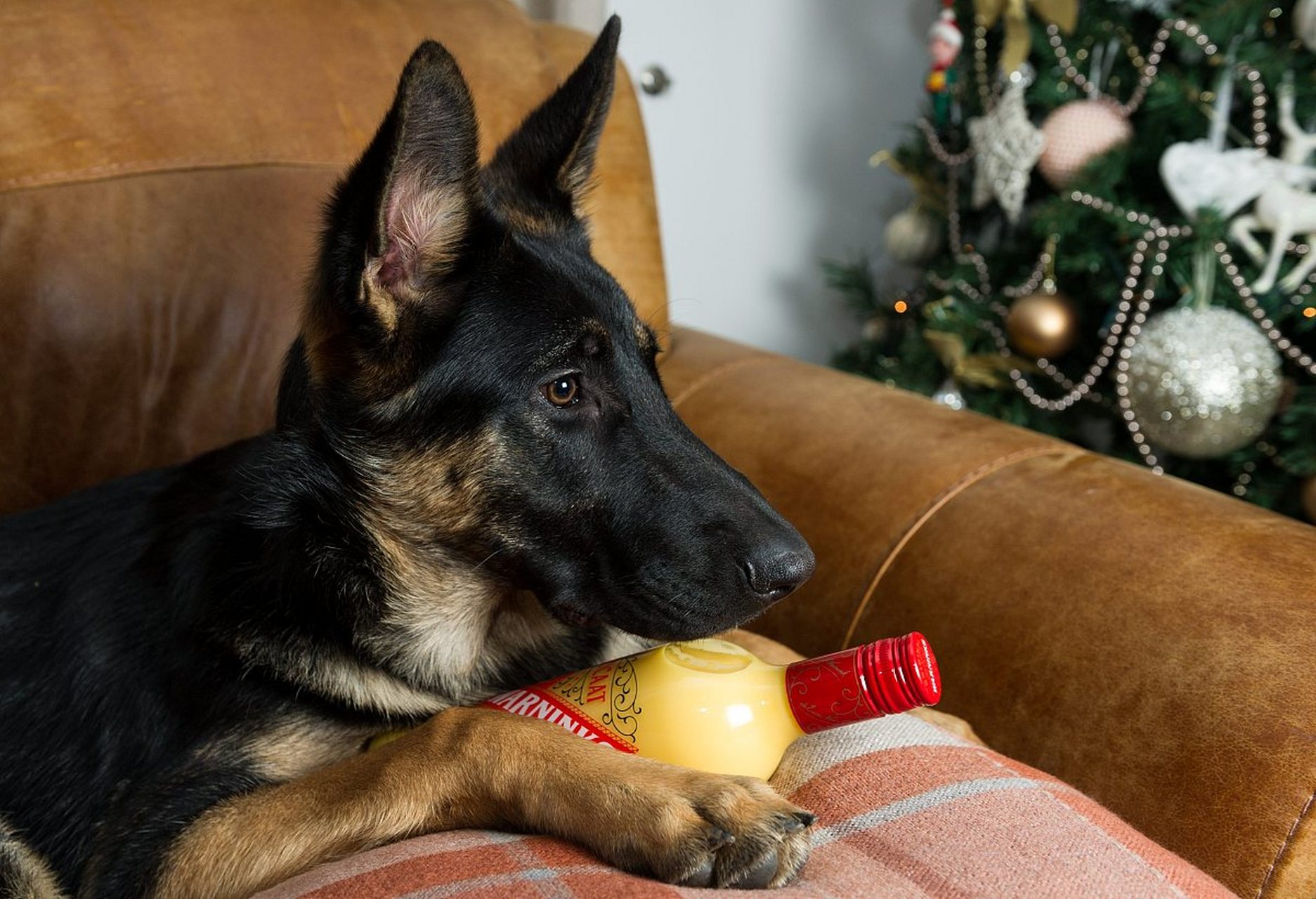 东德牧羊犬 牧羊犬(german shepherd dog)又称德国狼犬(弓背犬),是狗