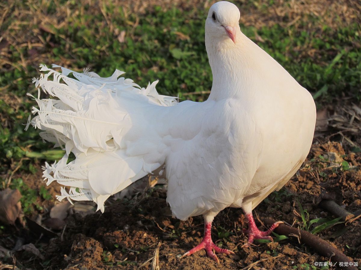 人人爱萌宠的年代,你会养只鸽子来宠爱吗?