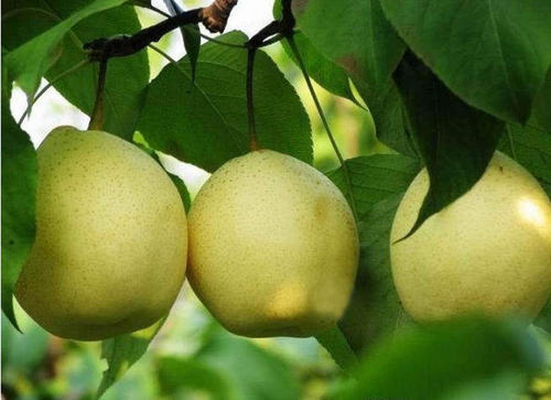 魏县鸭梨,河北省邯郸市魏县特产,中国国家地理标志产品.