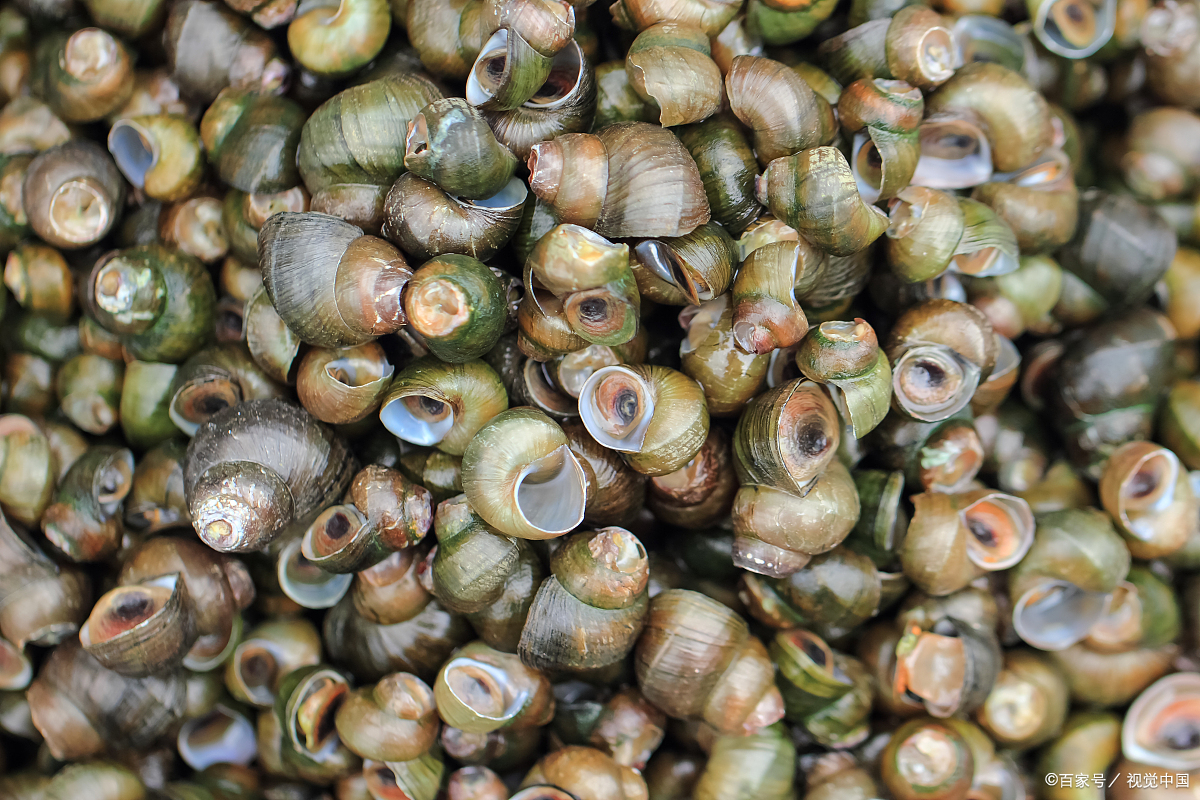 大型的螺类如海螺或者蜗牛可能需要更长的时间,大约