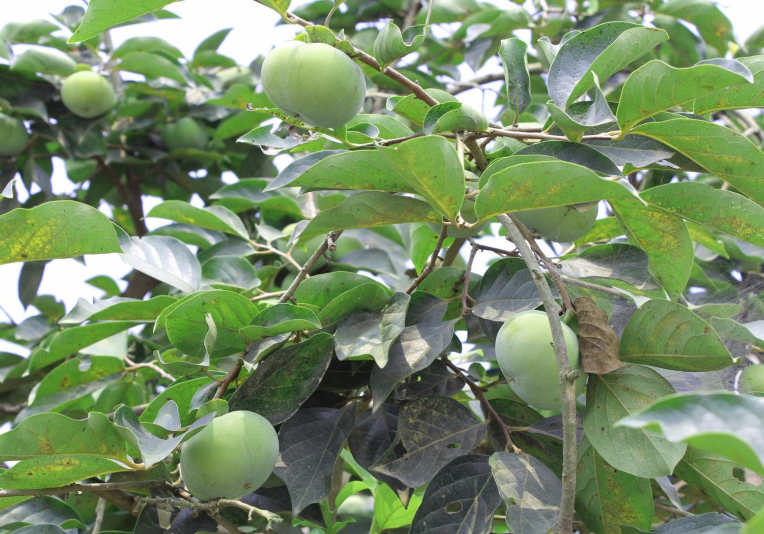 杮子树 - 热门商品专区