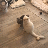 泰迪能否向猫女王索吻成功?
