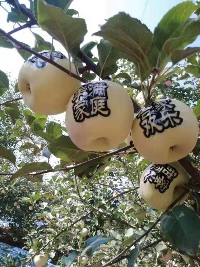 宝塔区柳林镇积极推广贴字苹果