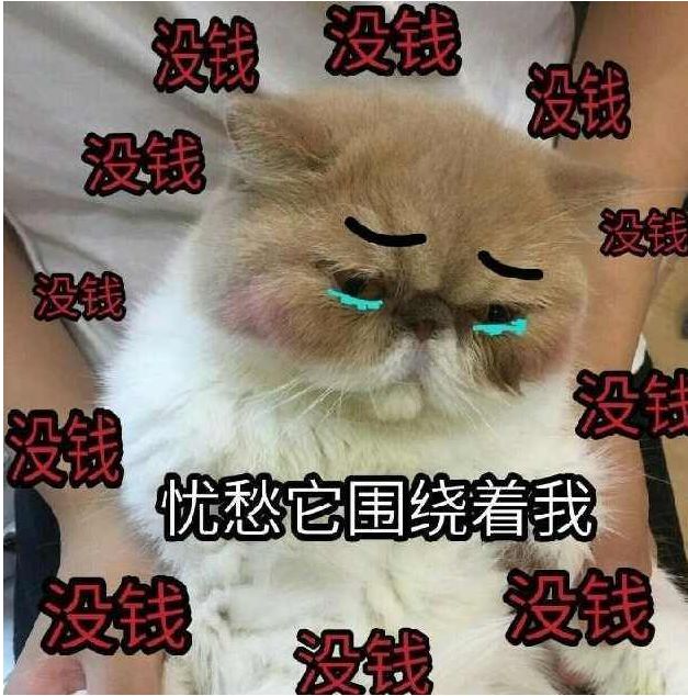 猫咪长胖后闷闷不乐,表情全是后悔与惭愧,动作让人笑到肚子疼