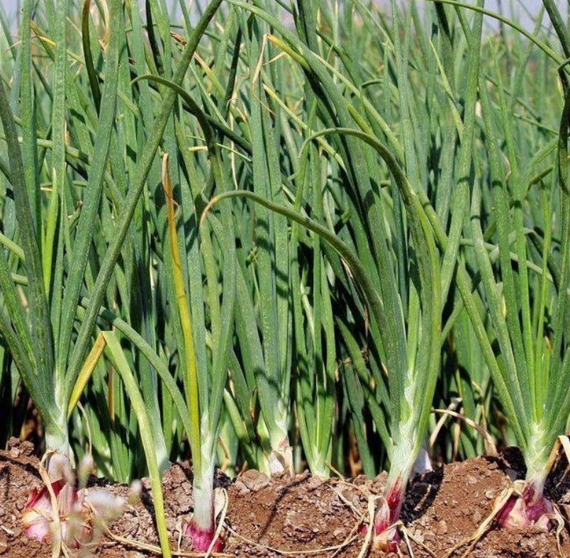 洋蒜- 热门商品专区