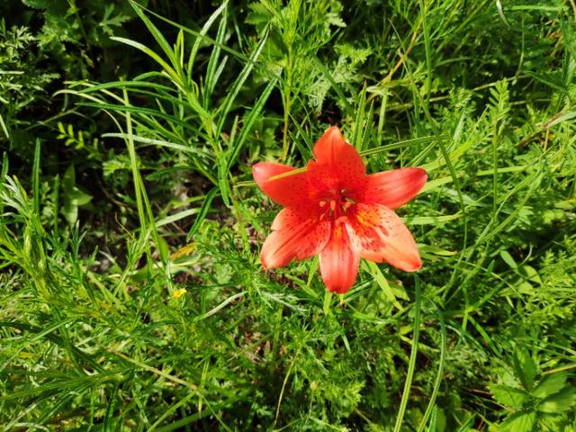 呼伦贝尔野生百合鳞茎质量好,花朵鲜艳,人工栽培种球培育是关键