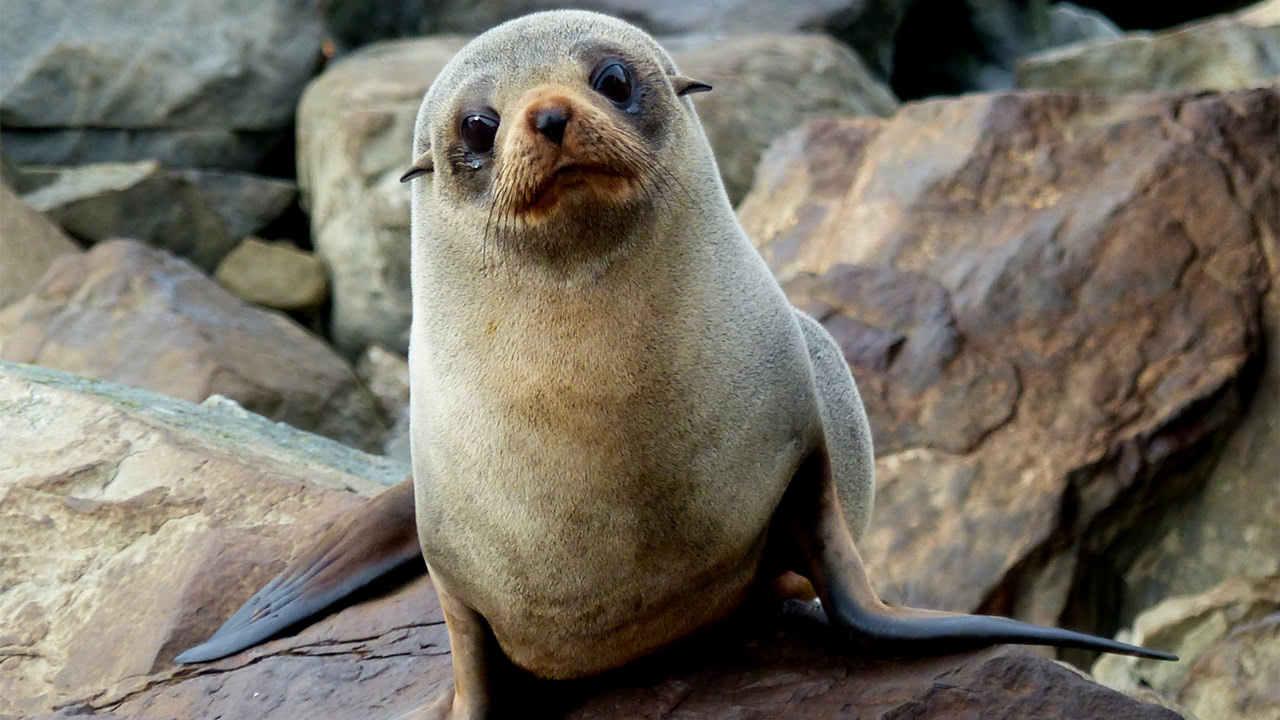 动物王国澳大利亚真发愁了:地上袋鼠肆虐,海里海豹泛滥!