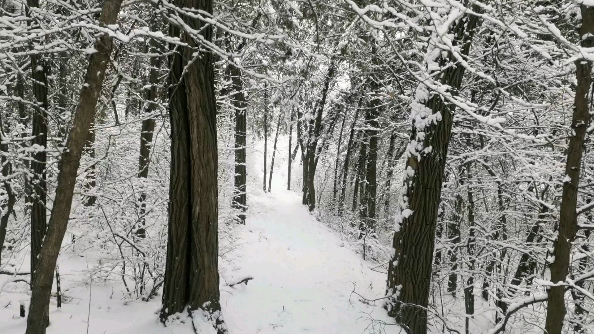 [图]莫道雪儿白 只叫路儿幽 千山余脉中 踏雪寻春归