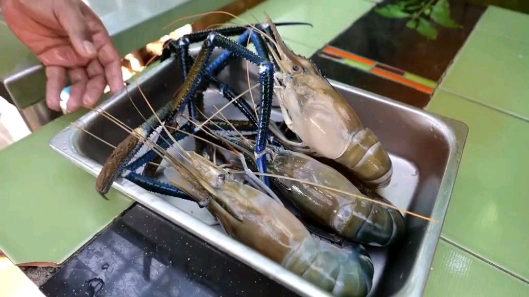 碳烤巨型淡水虾!见过没有?