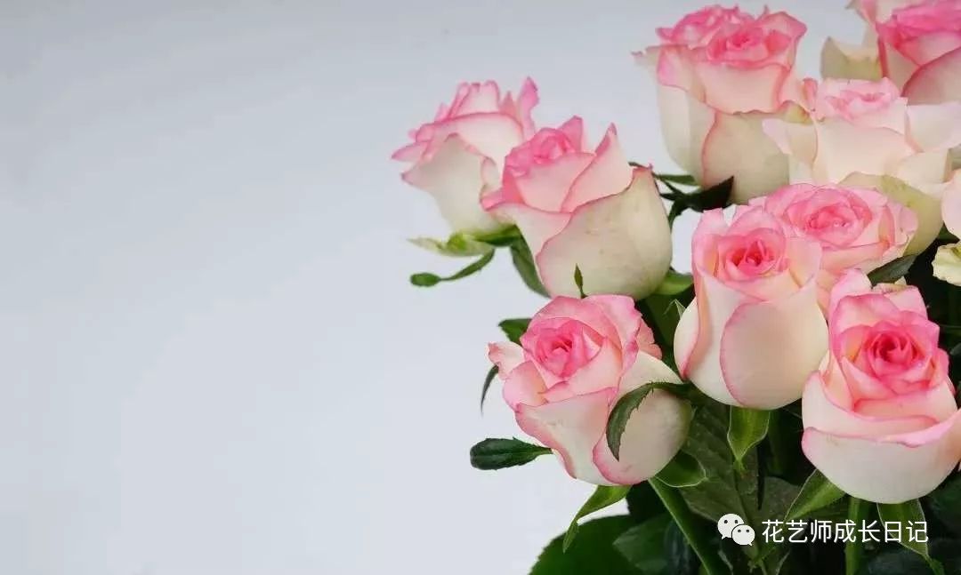 珊瑚泡泡 | 一款拥有2019最流行色号的玫瑰,透着温暖气息的颜色