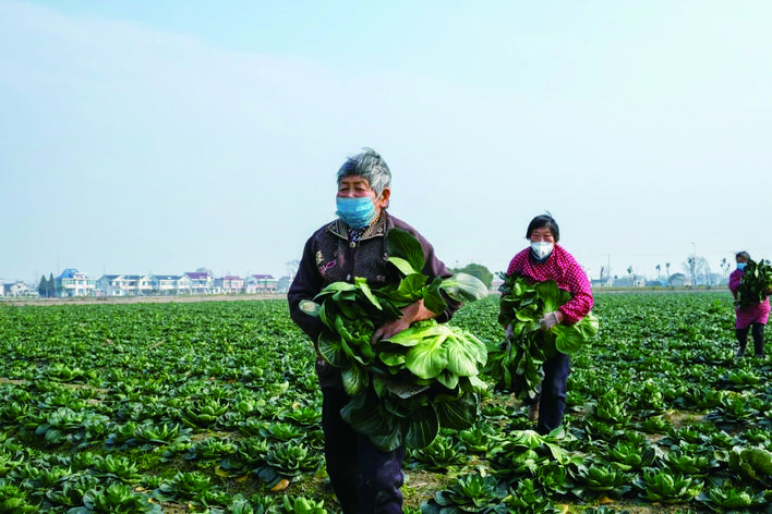 100多噸黑塌菜滯銷 急盼市民伸援手