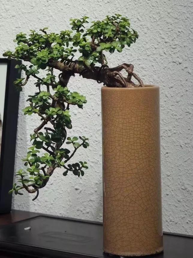 金枝玉叶拔起来养,造型惊人,身价能翻几百倍!