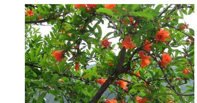 石榴木命的含义有哪些