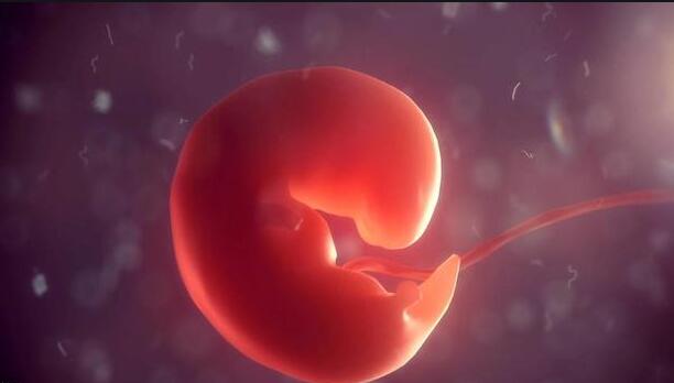 孕8周胚胎发育简报,b超单上有这四物,表示坐胎稳定