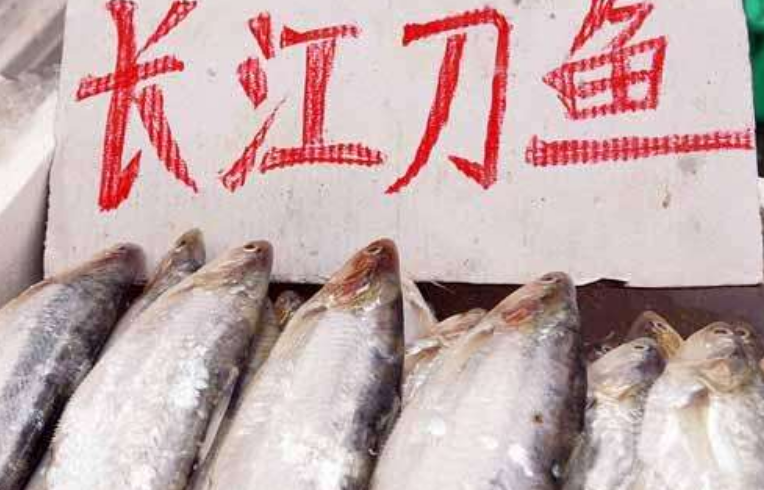 长江刀鱼被卖到上千元一斤,为何不能人工养殖?原来它这么金贵!