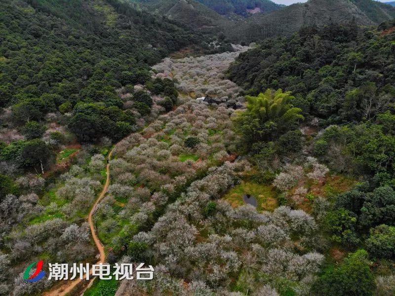 潮州饶平梅花迎来最美花期,周末赏花走起