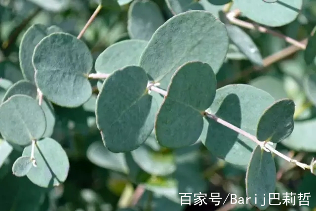 尤加利精油 eucalyptus「任何呼吸道問題用它準沒錯」