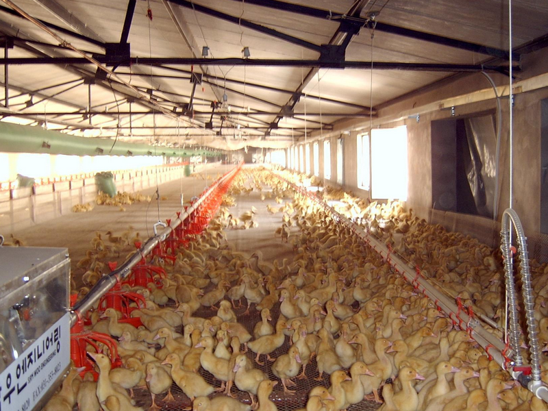 小一说三农:冬天大棚养殖雏鸭,日常养殖要掌握这些管理方式