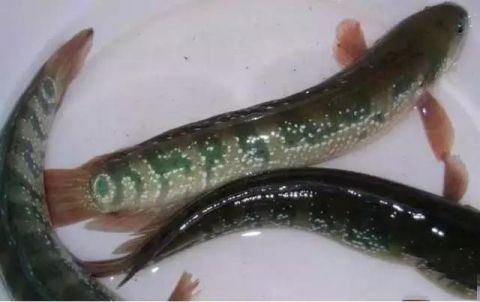 像泥鳅的鱼,月鳢却是凶猛的打洞的鱼