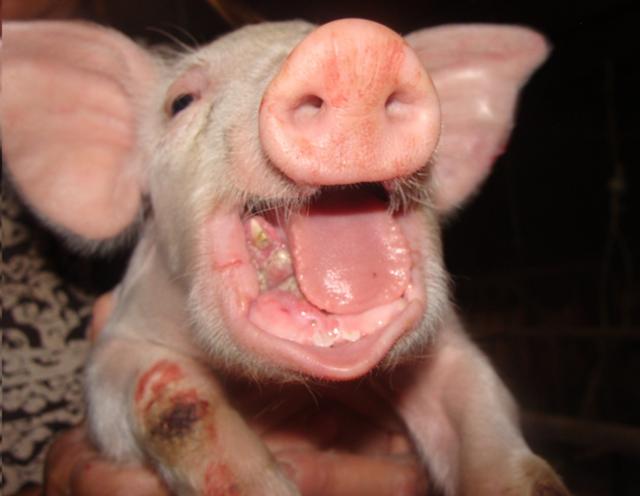 猪的牙齿标准高清图片图片