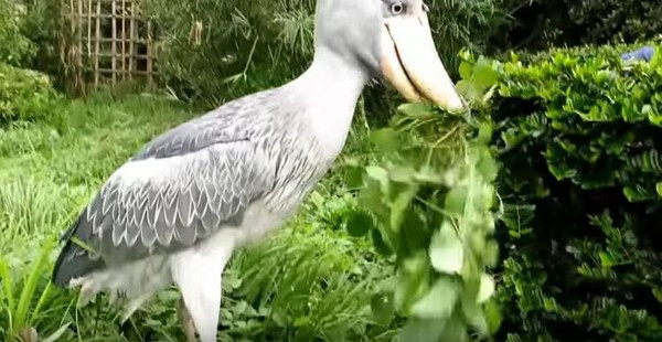 沙雕鲸头鹳不小心吃了杂草,瞬间整只鸟都不好了,呸全吐出来了!